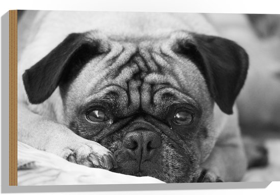 Hout - Aankijkende Hond met Zielige Ogen (Zwart- wit) - 60x40 cm - 9 mm dik - Foto op Hout (Met Ophangsysteem)