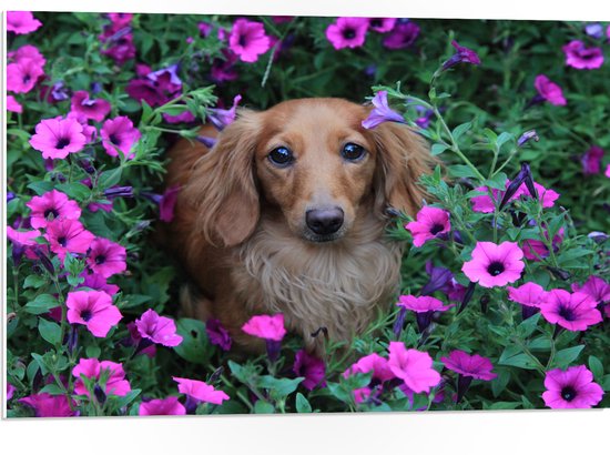 PVC Schuimplaat- Bruine Teckel tussen de Paarse Bloemen - 75x50 cm Foto op PVC Schuimplaat