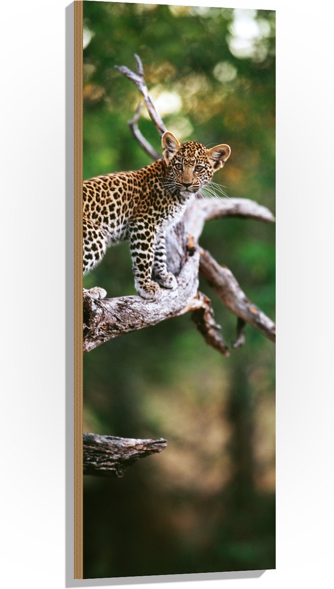 Hout - Baby Luipaard lopend over Smalle Tak in het BoS - 40x120 cm - 9 mm dik - Foto op Hout (Met Ophangsysteem)