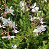 6x Lindheimers prachtkaars - Gaura lindheimeri 'White Dove' - Pot 9x9cm