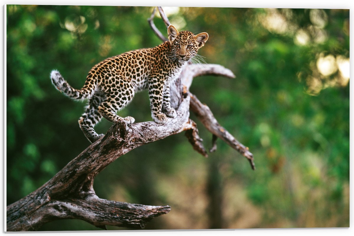 PVC Schuimplaat- Baby Luipaard lopend over Smalle Tak in het BoS - 60x40 cm Foto op PVC Schuimplaat