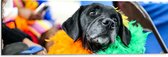 Dibond - Omkijkende Zwarte Hond met Meerkleurige Boa - 90x30 cm Foto op Aluminium (Met Ophangsysteem)