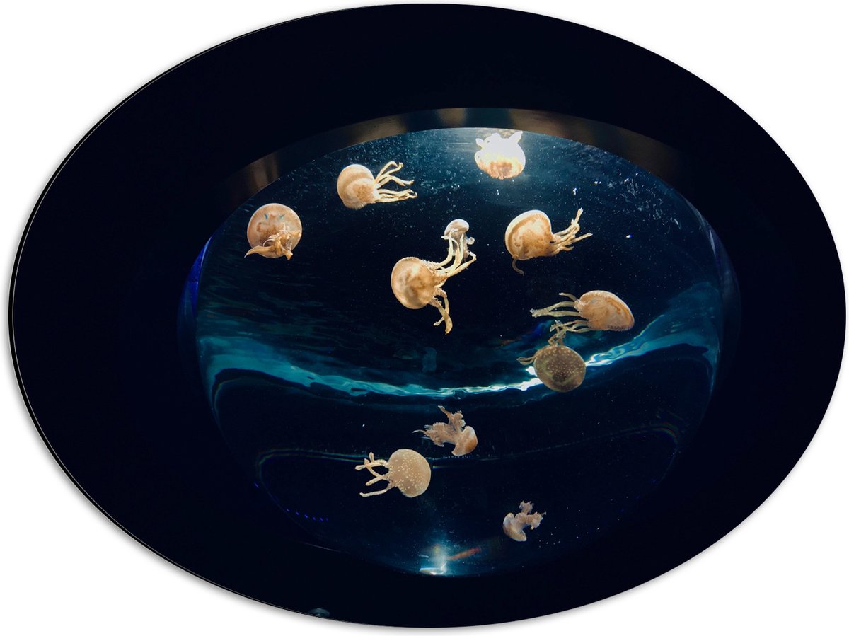 Dibond Ovaal - Groepje Oranjekleurige Kwallen in Bolvormig Aquarium - 56x42 cm Foto op Ovaal (Met Ophangsysteem)