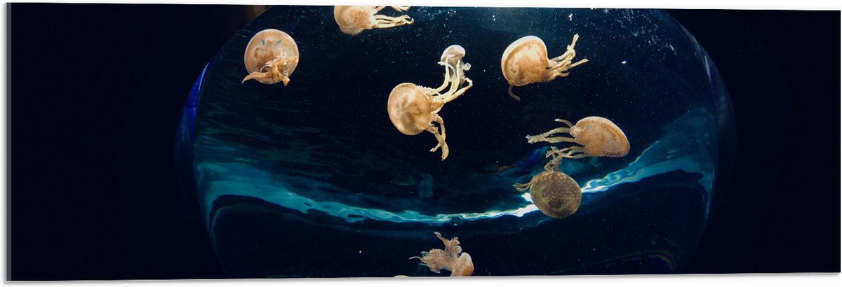 Acrylglas - Groepje Oranjekleurige Kwallen in Bolvormig Aquarium - 90x30 cm Foto op Acrylglas (Wanddecoratie op Acrylaat)
