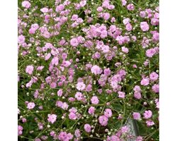 6x Gipskruid - Gypsophila paniculata ‘Flamingo’ - Pot 9x9cm