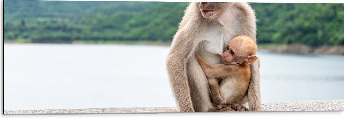 Dibond - Baby Aap Hangend bij Moederaap op Stenen Rand - 90x30 cm Foto op Aluminium (Met Ophangsysteem)