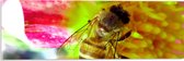 Acrylglas - Drinkende Wesp uit Midden van Roze Bloem - 60x20 cm Foto op Acrylglas (Met Ophangsysteem)