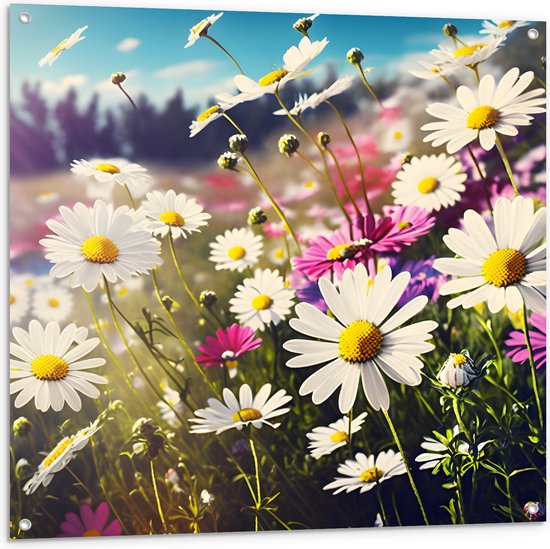 Tuinposter – Bloemenveld Vol Paarse en Witte Madeliefjes - 100x100 cm Foto op Tuinposter (wanddecoratie voor buiten en binnen)
