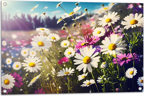Tuinposter – Bloemenveld Vol Paarse en Witte Madeliefjes - 90x60 cm Foto op Tuinposter (wanddecoratie voor buiten en binnen)