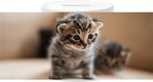 Spaarpot - Kittens op Ontdekkingstocht