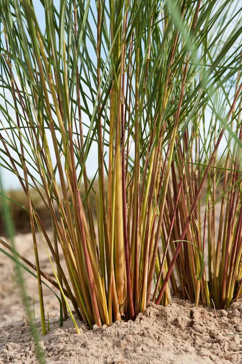 Ammophila Arenaria – Set van 2 -Helmgras Duingras - Pot 4 liter - Wintergroen
