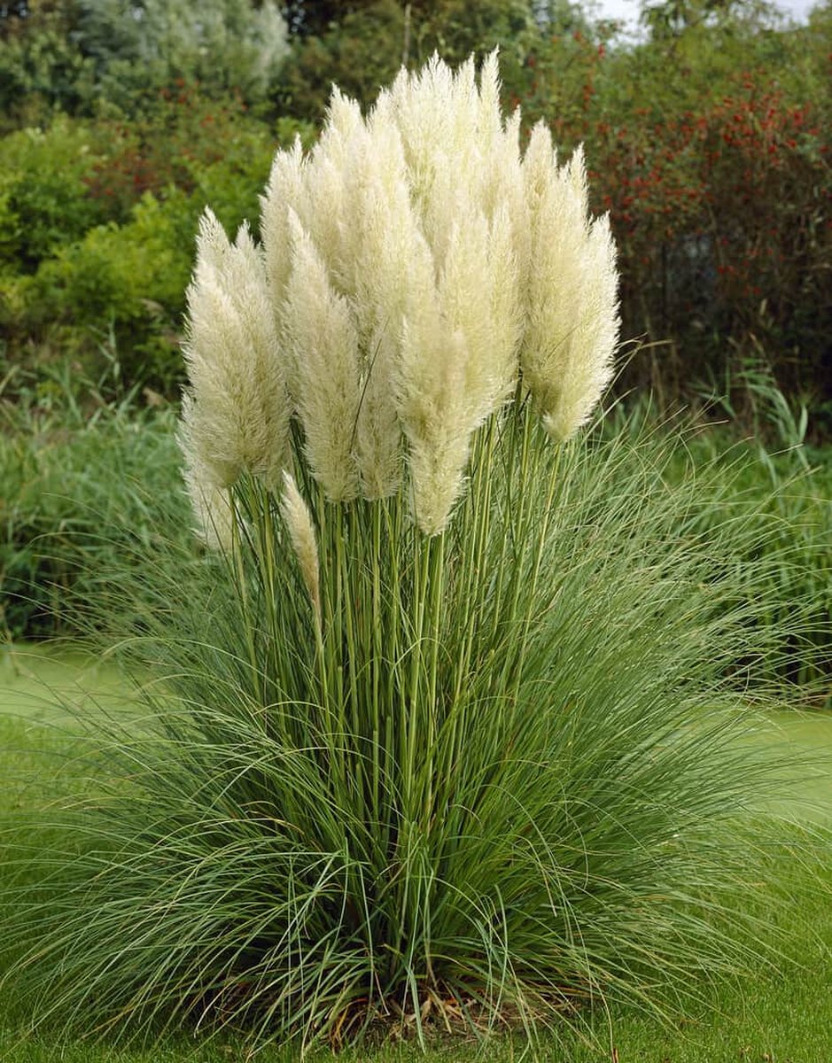 Cortaderia selloana Pumila - Set van 4 - Dwerg Pampasgras - Pot 3 Liter - Pluimkleur Wit