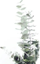 JUNIQE - Canvas doeken Eucalyptus foto -40x60 /Groen & Wit