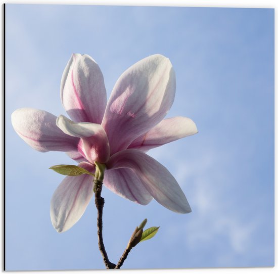 Dibond - Roze met Witte Magnolia Bloem Bloeiend onder Blauwe Lucht - 50x50 cm Foto op Aluminium (Wanddecoratie van metaal)