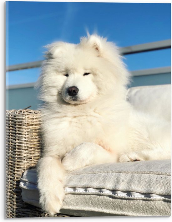 Acrylglas - Witte Pluizige Samoyeed Hond op Bank op Balkon - 30x40 cm Foto op Acrylglas (Met Ophangsysteem)