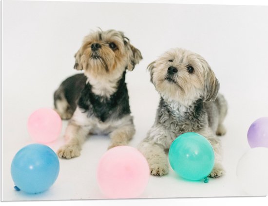 PVC Schuimplaat- Twee Kleine Honden Spelend met Ballonnen - 80x60 cm Foto op PVC Schuimplaat