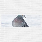 Muursticker - Stadsduif zittend op Dun Laagje Sneeuw - 150x50 cm Foto op Muursticker