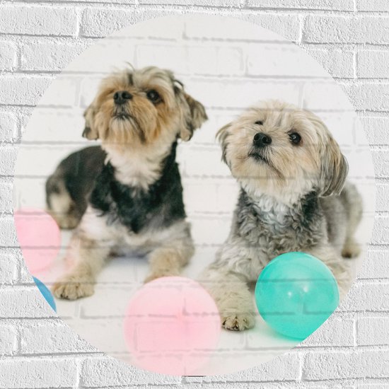 Muursticker Cirkel - Twee Kleine Honden Spelend met Ballonnen - 80x80 cm Foto op Muursticker