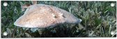 Tuinposter – Rog zwemmend langs Koraal op de Bodem van de Zee - 60x20 cm Foto op Tuinposter (wanddecoratie voor buiten en binnen)