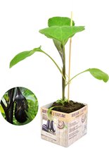 Aubergine plant - perspot in doosje (Ø10cm) - groenteplant - 3 stuks