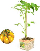 Tomaat Yellow pear - 3 tomatenplanten