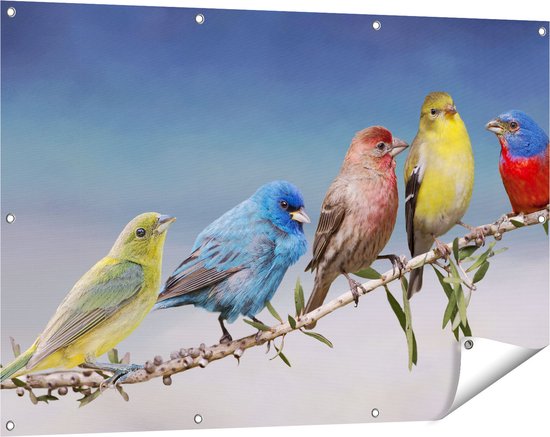 Gards Tuinposter Kleurrijke Zangvogels op een Tak - Kleur - 120x80 cm - Tuindoek - Tuindecoratie - Wanddecoratie buiten - Tuinschilderij