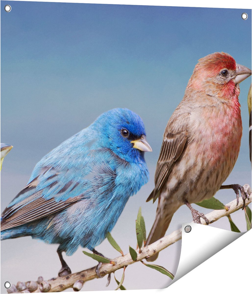 Gards Tuinposter Kleurrijke Zangvogels op een Tak - Kleur - 70x70 cm - Tuindoek - Tuindecoratie - Wanddecoratie buiten - Tuinschilderij Multikleur