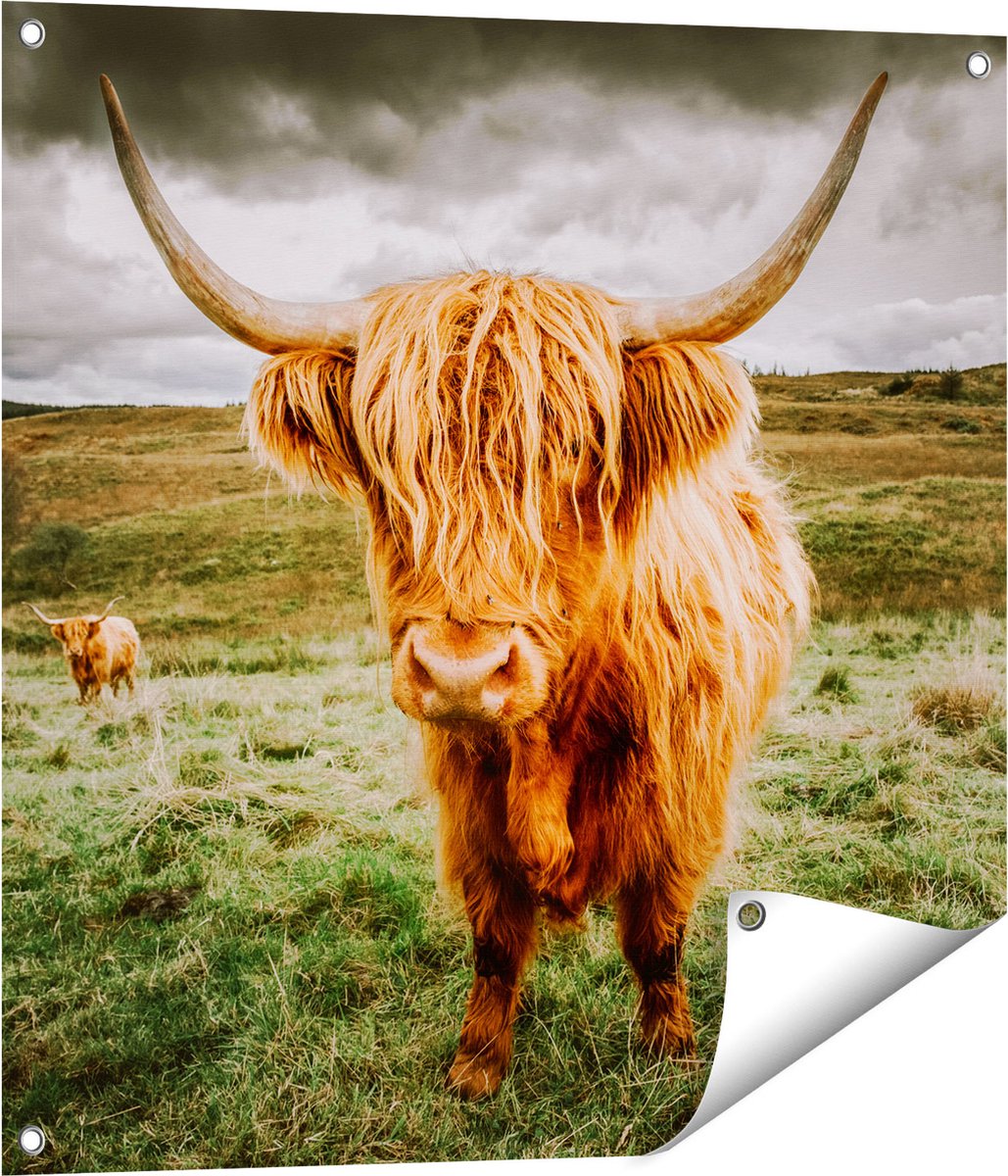 Gards Tuinposter Schotse Hooglanders in de Wei - Kleur - 70x70 cm - Tuindoek - Tuindecoratie - Wanddecoratie buiten - Tuinschilderij Multikleur