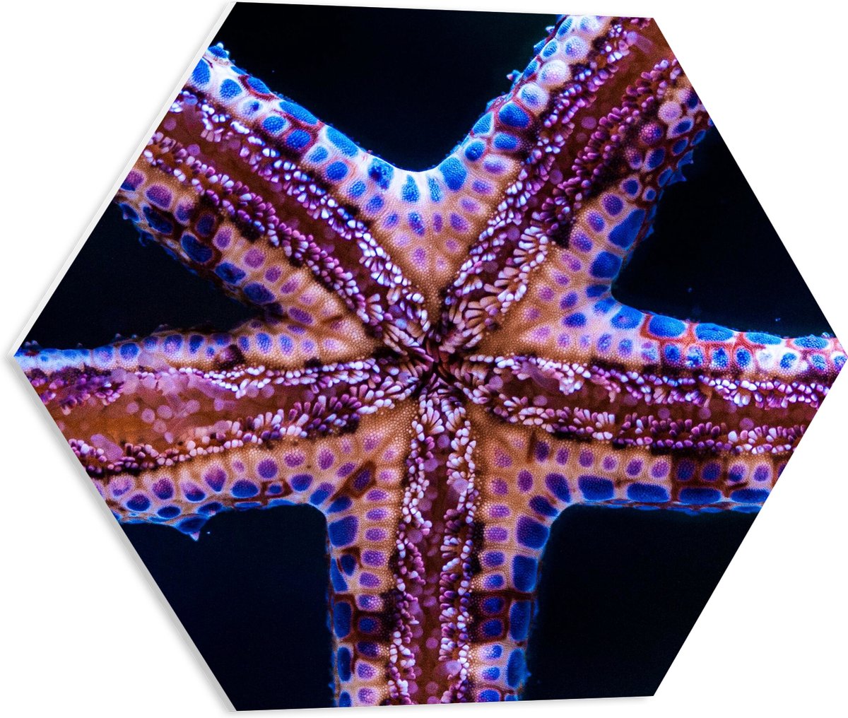 PVC Schuimplaat Hexagon - Close-up van Zeester tegen Raam van Aquarium - 50x43.5 cm Foto op Hexagon (Met Ophangsysteem)