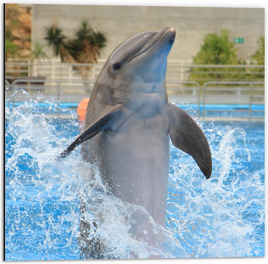 Dibond - Dolfijn Springend in het Water - 50x50 cm Foto op Aluminium (Wanddecoratie van metaal)