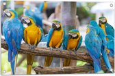 Tuinposter – Groepje Are Papegaaien met Blauwe en Gele Veren op Tak - 75x50 cm Foto op Tuinposter (wanddecoratie voor buiten en binnen)