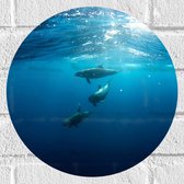 Muursticker Cirkel - Drie Dolfijnen Zwemmend bij het Wateroppervlak - 30x30 cm Foto op Muursticker
