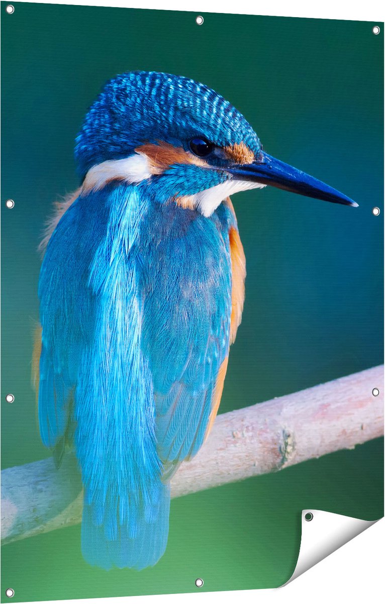 Gards Tuinposter Blauwe IJsvogel op een Tak - 90x120 cm - Tuindoek - Tuindecoratie - Wanddecoratie buiten - Tuinschilderij Multikleur