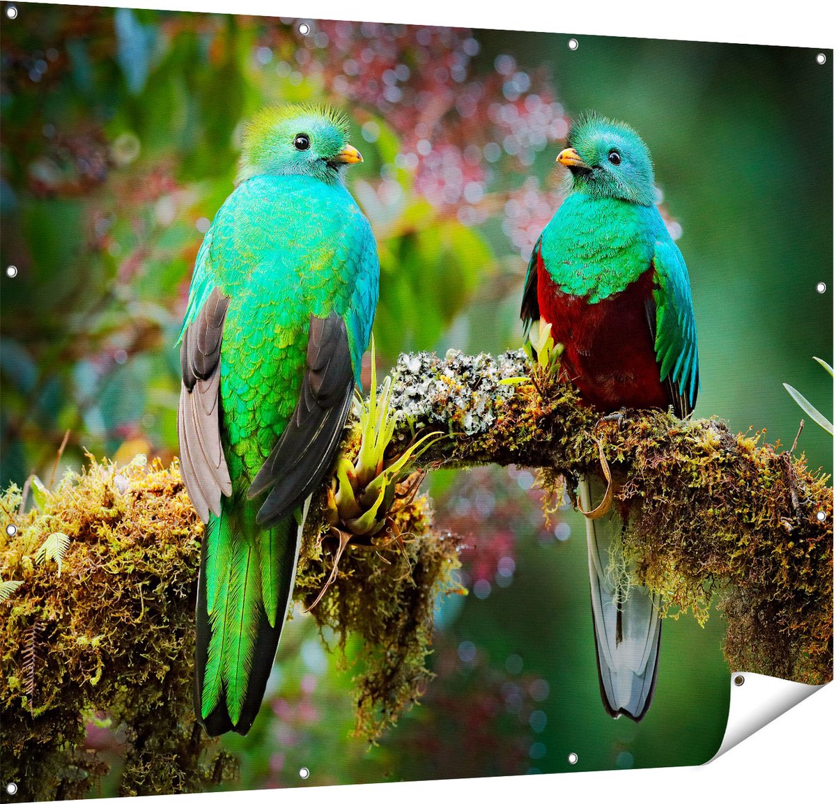Gards Tuinposter Twee Groene Quetzal Vogels op een Tak - 150x120 cm - Tuindoek - Tuindecoratie - Wanddecoratie buiten - Tuinschilderij Multikleur