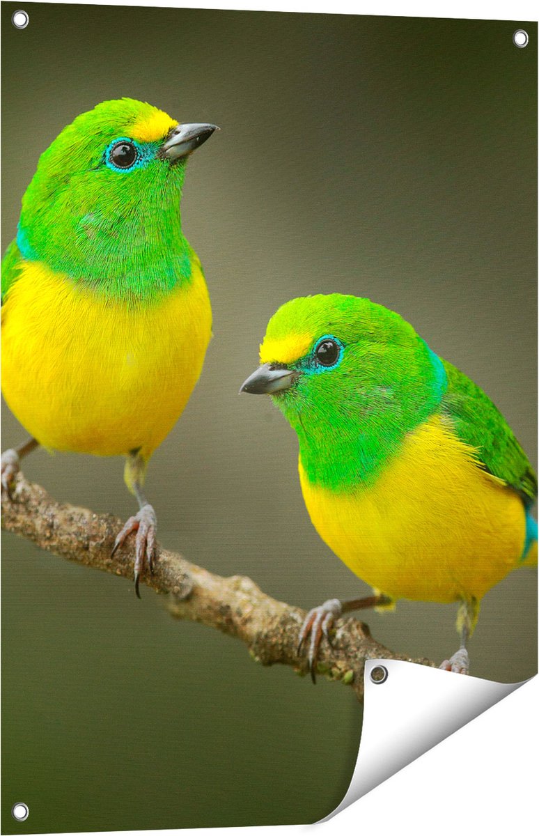 Gards Tuinposter Twee Groen Gele Zangvogels op een Tak - 60x80 cm - Tuindoek - Tuindecoratie - Wanddecoratie buiten - Tuinschilderij Multikleur