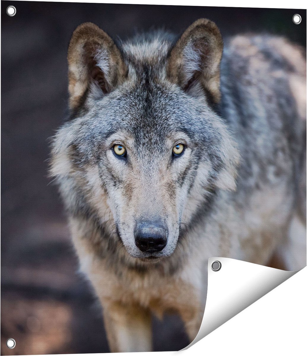 Gards Tuinposter Wolvenkop - Grijze Wolf - 60x60 cm - Tuindoek - Tuindecoratie - Wanddecoratie buiten - Tuinschilderij Multikleur