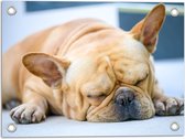 Tuinposter – Bruine Vermoeide Franse Bulldog Hond - 40x30 cm Foto op Tuinposter (wanddecoratie voor buiten en binnen)