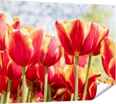 Gards Tuinposter Oranje Rode Tulpen - 120x90 cm - Tuindoek - Tuindecoratie - Wanddecoratie buiten - Tuinschilderij