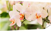 Gards Tuinposter Gestreepte Witte Orchidee Bloemen - 200x100 cm - Tuindoek - Tuindecoratie - Wanddecoratie buiten - Tuinschilderij