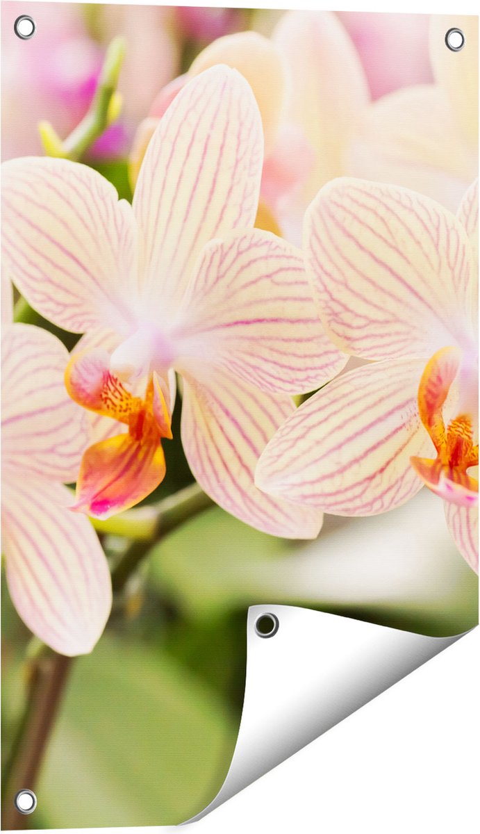 Gards Tuinposter Gestreepte Witte Orchidee Bloemen - 40x60 cm - Tuindoek - Tuindecoratie - Wanddecoratie buiten - Tuinschilderij Multikleur
