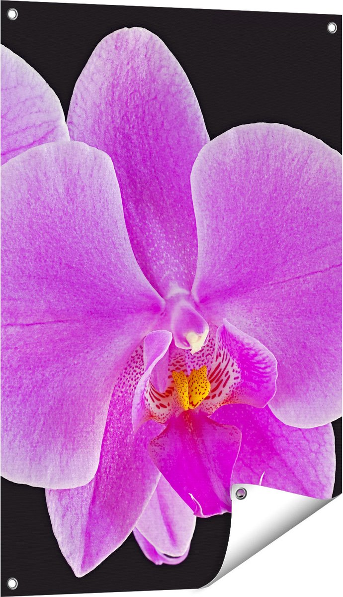 Gards Tuinposter Licht Paarse Orchidee - Bloem - 60x90 cm - Tuindoek - Tuindecoratie - Wanddecoratie buiten - Tuinschilderij Multikleur