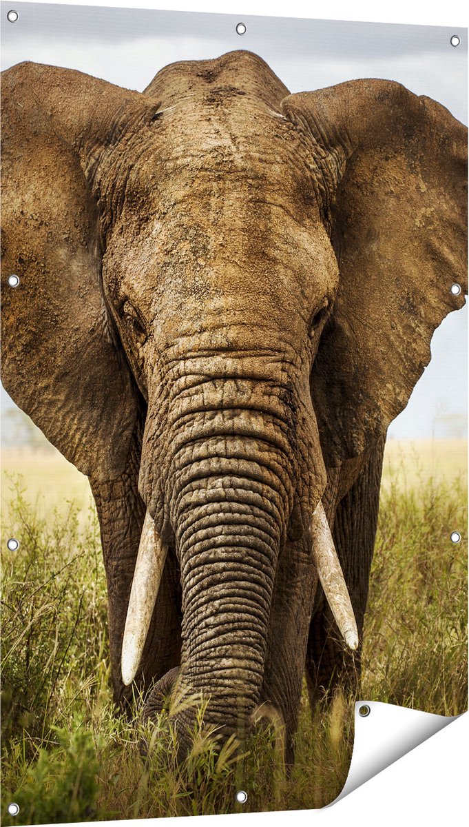 Gards Tuinposter Olifant in het Wild - Kleur - 80x120 cm - Tuindoek - Tuindecoratie - Wanddecoratie buiten - Tuinschilderij Multikleur