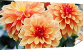 Gards Tuinposter Oranje Dahlia Bloemen - 200x100 cm - Tuindoek - Tuindecoratie - Wanddecoratie buiten - Tuinschilderij