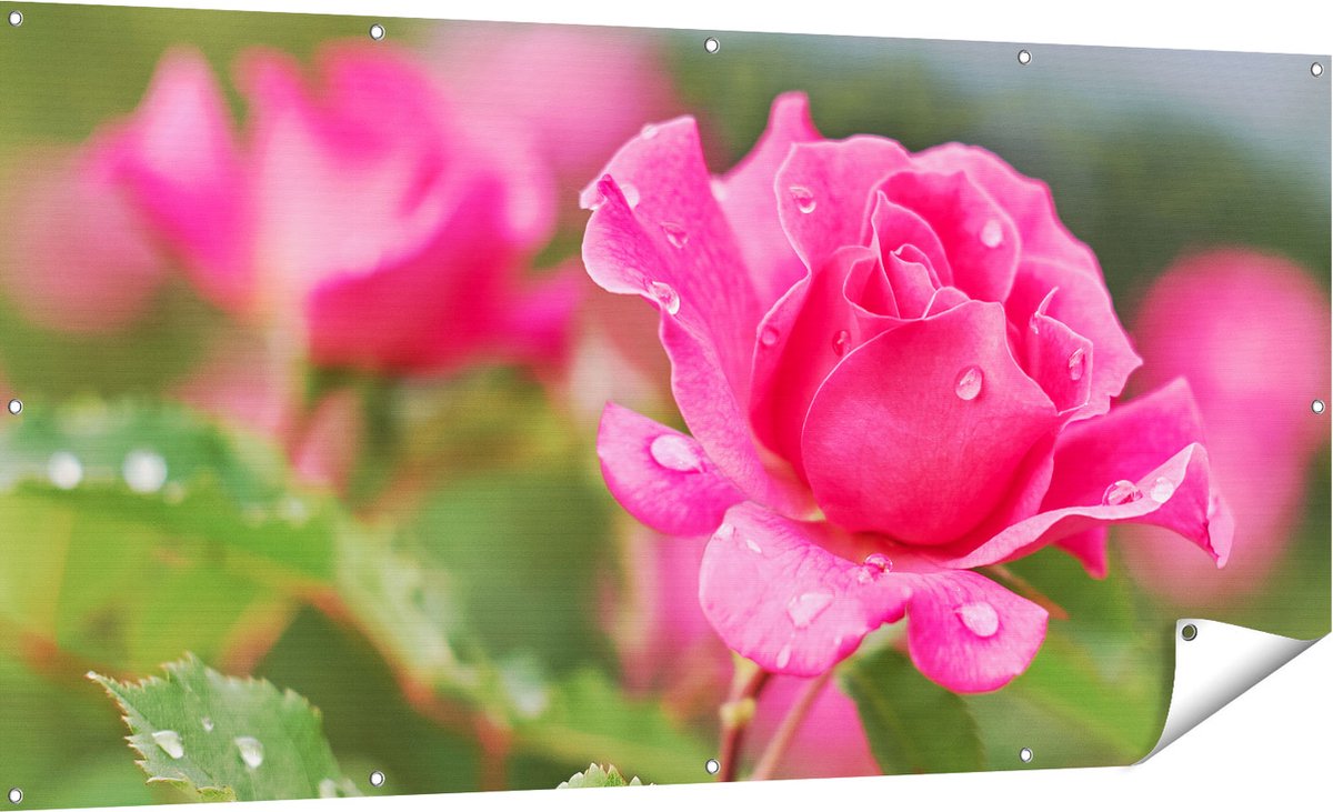 Gards Tuinposter Roze Roos met Waterdruppels - 180x90 cm - Tuindoek - Tuindecoratie - Wanddecoratie buiten - Tuinschilderij Multikleur