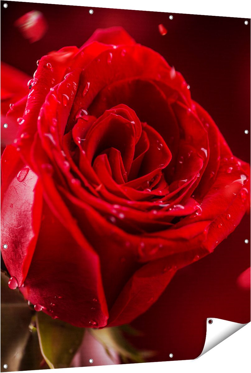 Gards Tuinposter Romantische Rode Roos - 120x150 cm - Tuindoek - Tuindecoratie - Wanddecoratie buiten - Tuinschilderij Multikleur