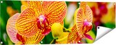 Gards Tuinposter Geel Rode Orchidee Bloemen - 120x40 cm - Tuindoek - Tuindecoratie - Wanddecoratie buiten - Tuinschilderij