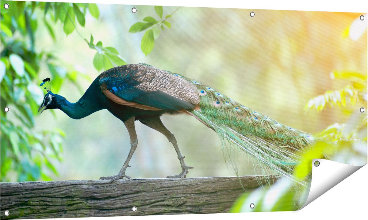 Gards Tuinposter Pauw Loopt op een Tak in de Natuur - 140x70 cm - Tuindoek - Tuindecoratie - Wanddecoratie buiten - Tuinschilderij Multikleur