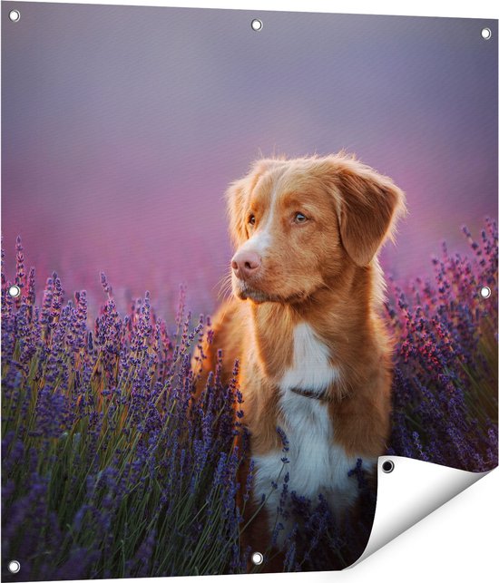 Gards Tuinposter Retriever Hond tussen de Lavendel Bloemen - 80x80 cm - Tuindoek - Tuindecoratie - Wanddecoratie buiten - Tuinschilderij