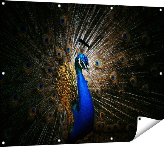 Gards Poster de jardin Paon bleu à grandes Ressorts - 120x90 cm - Toile de jardin - Décoration de jardin - Décoration murale extérieure - Tableau de jardin