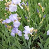6x Baardiris - Iris Germanica ‘Babbeling Brook’ - Pot 9x9cm